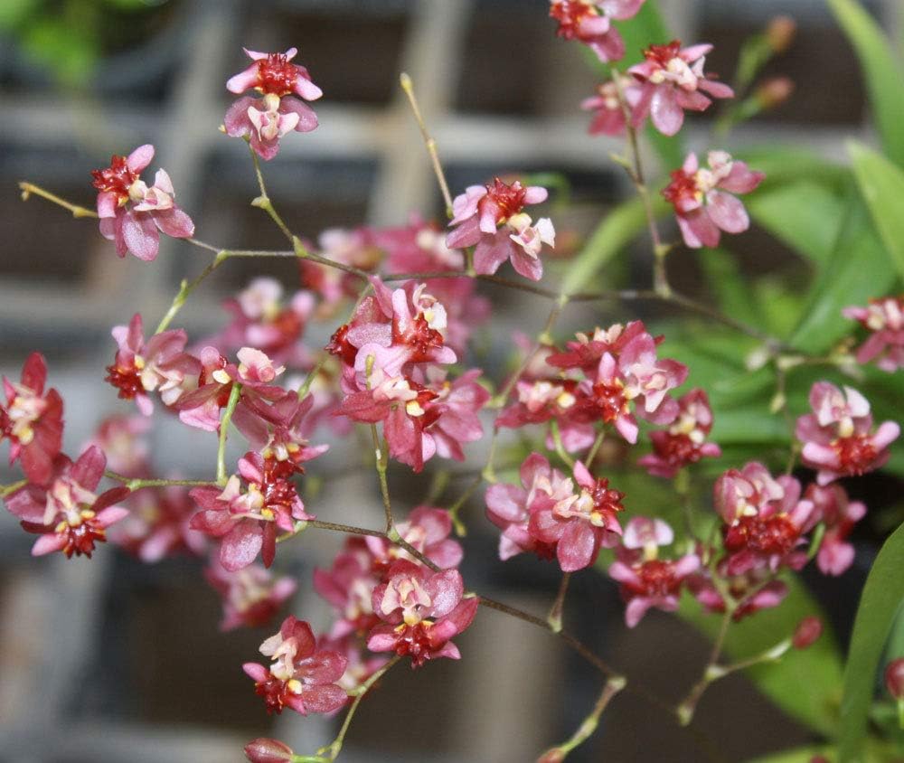 Ferry Oncidium Twinkle Red 1 Plant ORCHIDS HYBRIDS