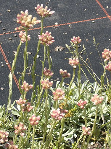 Pflanzensortiment Niedrige Blütenstauden für 4 m² – Bild 4