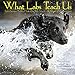 What Labs Teach Us 2019 Wall Calendar (Dog Breed Calendar)
