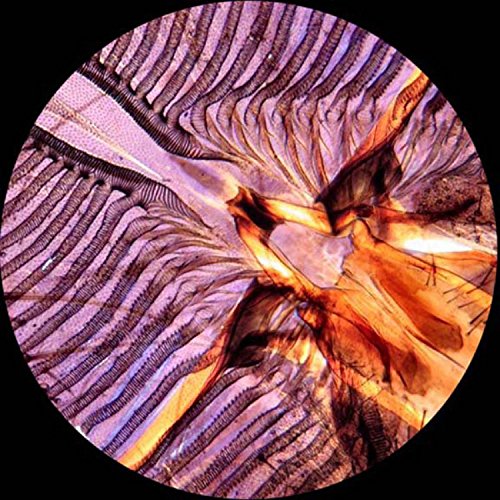 3 AmScope+PS100E+Biology+Prepared+Homeschool