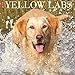 Just Yellow Labs 2017 Wall Calendar (Dog Breed Calendars)