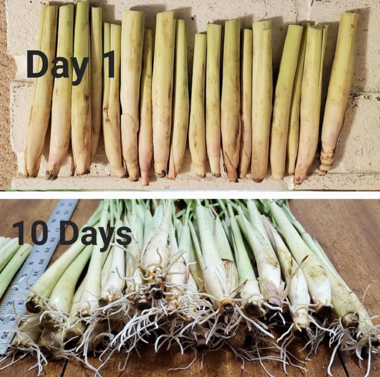 10 Lemongrass Stalks Ready to Plant 6-8 Inches Long Live Cuttings Easy to Grow for Tea, Cooking, Mosquito Repellent, Outdoor Garden or Container