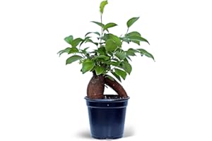 BLOSSOM BOOM GARDEN CENTER Live Ginseng Ficus, Ficus Retusa, Banyan Fig, Bonsai Houseplant, Unusual Plant, Birthday Gift for Plant Lover, Office Gift for Christmas, Indoor Live Plant in 4" Pot