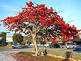 Royal Poinciana Flame Tree 15 Seeds - Delonix -Tropical