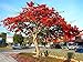 Royal Poinciana Flame Tree 15 Seeds - Delonix -Tropical