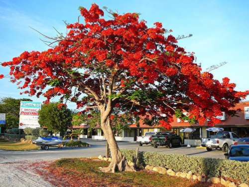 Royal Poinciana Flame Tree 15 Seeds - Delonix -Tropical Royal Poinciana Flame Tree 15 Seeds - Delonix -Tropical
