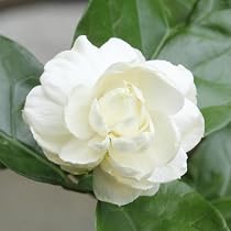 Amazon.com : CHUXAY GARDEN Jasminum Sambac,Arabian Jasmine,Arabian ...