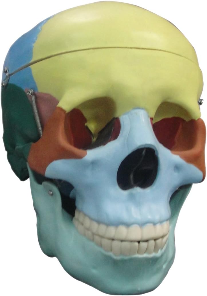Wisetime Life Size Coloured Skull- Plastic