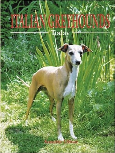 Italian Greyhounds Today (Book of the Breed) �n�[�h�J�o�[  - 2002/4/1