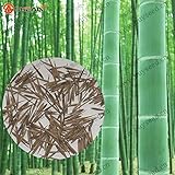 HOO PRODUCTS - Giant Moso Bamboo Seeds, MOSO BAMBOO Tree Seeds, 100 Seeds/bag Brand New !