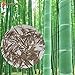HOO PRODUCTS - Giant Moso Bamboo Seeds, MOSO BAMBOO Tree Seeds, 100 Seeds/bag Brand New !