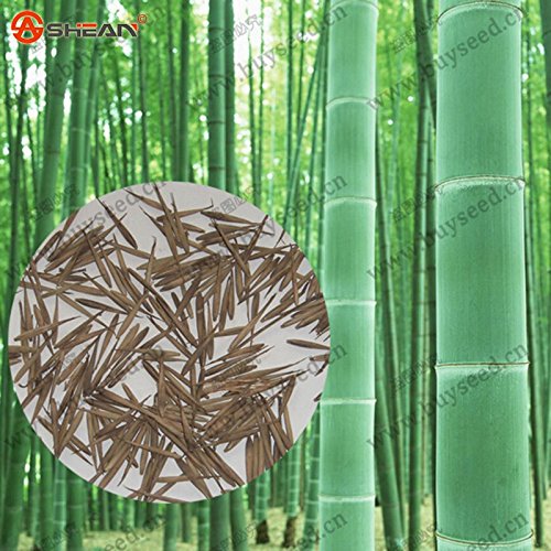 HOO PRODUCTS - Giant Moso Bamboo Seeds, MOSO BAMBOO Tree Seeds, 100 Seeds/bag Brand New ! HOO PRODUCTS - Giant Moso Bamboo Seeds, MOSO BAMBOO Tree Seeds, 100 Seeds/bag Brand New !