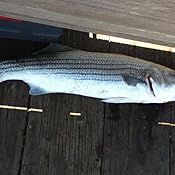 Amazon Com Penn Battle Ii Battle Iii Spinning Reel And Fishing Rod Combo All Models Sizes Sports Outdoors