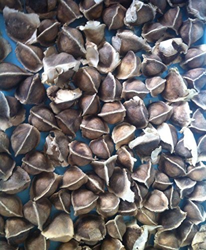 100 moringa also known as drumstick tree moringa organi…
