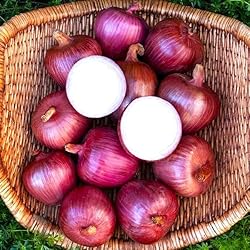 Large Italian Onion Ramata di Milano Rossa Around