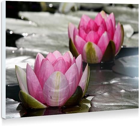 Amazon Co Jp ピンクの花 ハス スイレン 湖 壁の絵 壁掛け ソファの背景絵画 壁アート写真の装飾画の壁画 植物 花 40cmx30cm ホーム キッチン