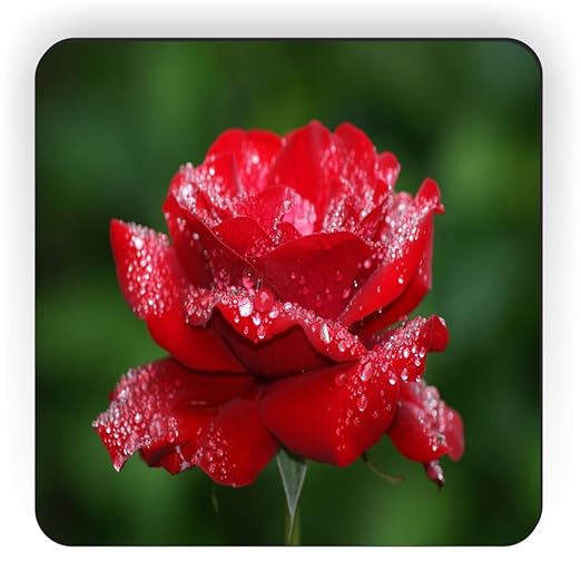 Rikki Caballero Rosa roja con Gotas de Agua en Verde diseño ...