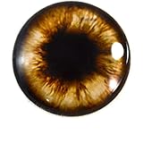 teddy bear glass eyes supplies