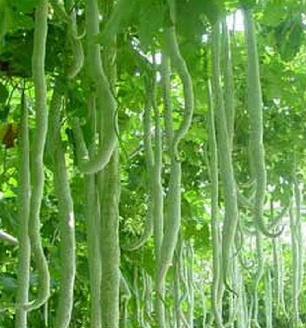 Vegetable Snake Gourd/Trichosanthes cucumerina/chichinda/Pudalangai