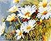 YEESAM ART Paint by Number Kits for Adults Kids - Chrysanthemum Daisy 16x20 inch Linen Canvas (Without Frame)