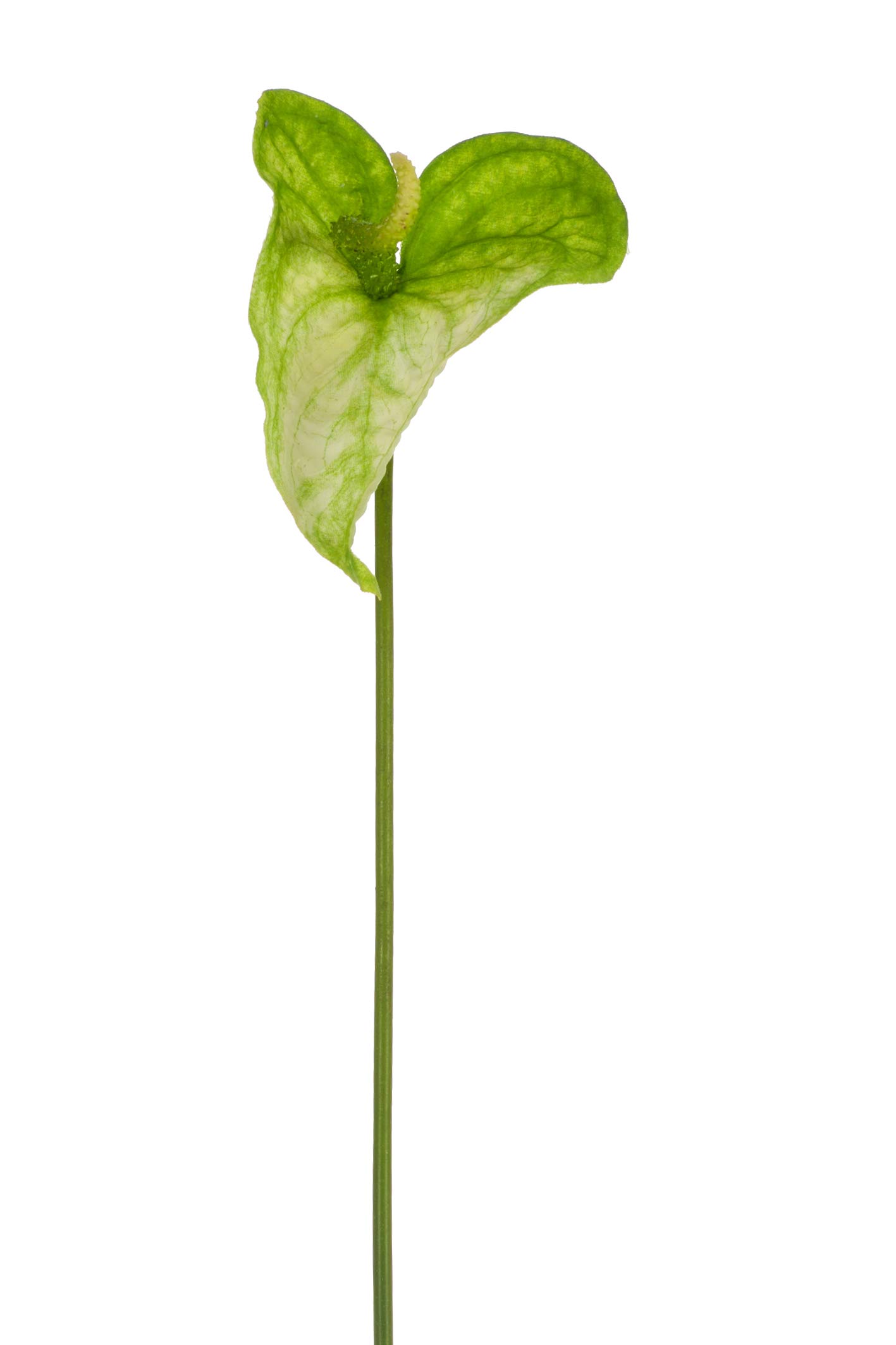 Express Flor 4 x Artificial Anthuriuns, 74 cm, Green
