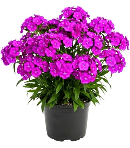 money plant food Money Plant Seeds  Silver Dollar Plant  SurvivalGardenSeeds