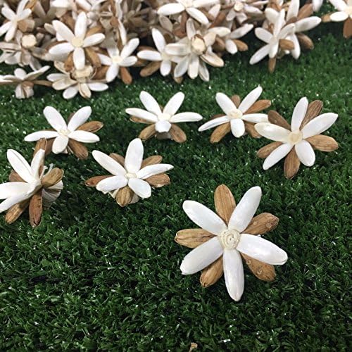 100 Rangoon Creeper 4 cm Dia. Diffuser Flowers Sola Balsa Wood Home Spa Wedding Good Feeling Gift