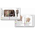 12 Lead EKG Placement Horizontal Badge Reference Card (1 Card)