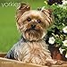 Yorkies 2017 Calendar: Includes Downloadable Wallpaper