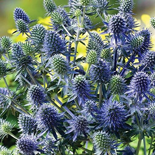 Pack x3 Eryngium Planum (Sea Holly) XXL Supersize Plug Plants