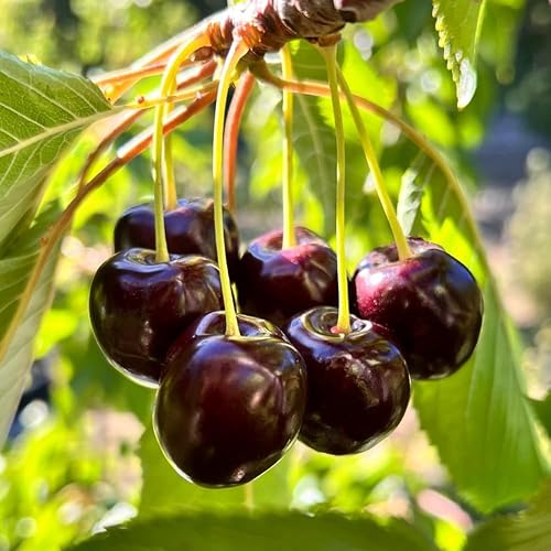 2 Black Cherry Trees Live Plants, Sweet Cherry Plants Live Fruit