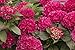 Cityline Paris Hydrangea macrophylla - Intense Red - Proven Winners - 4