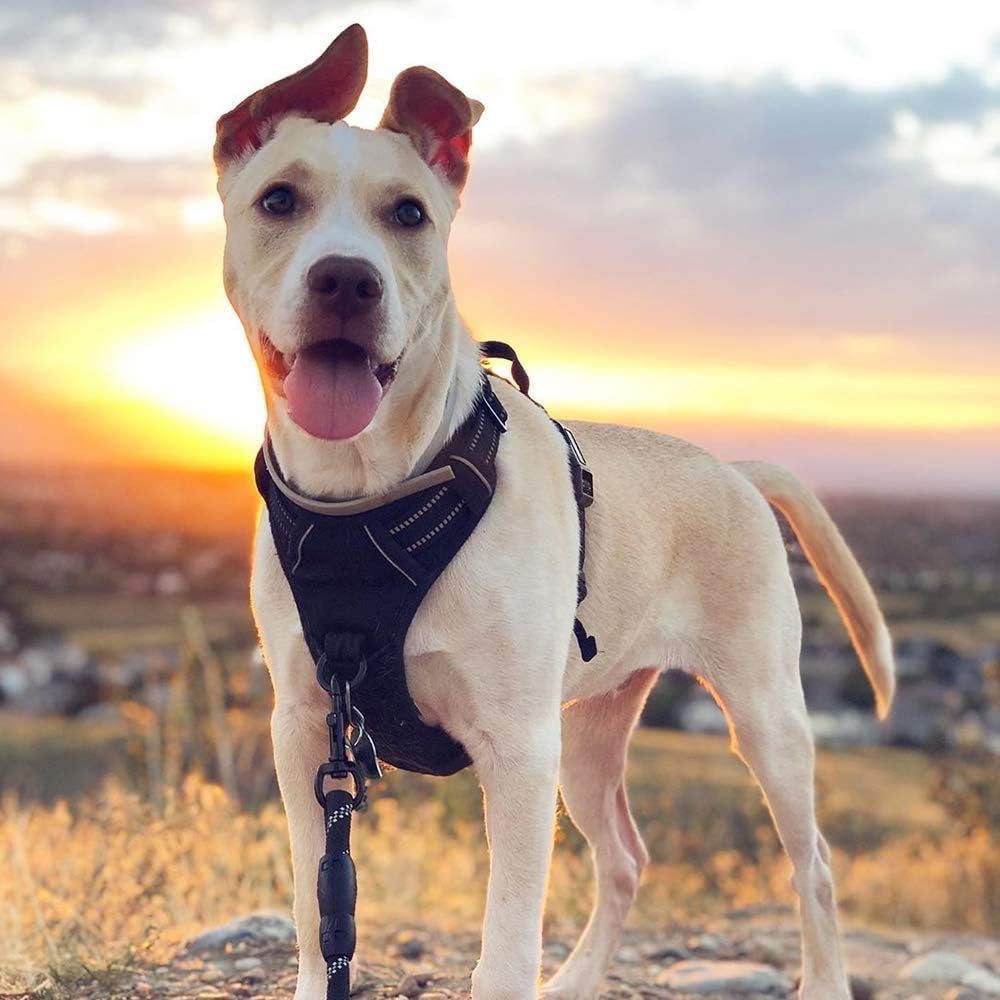 rabbitgoo Dog Harness, No-Pull Pet Harness with 2 Leash Clips, Adjustable Soft Padded Dog Vest, Reflective No-Choke Pet Oxford Vest with Easy Control Handle for Large Dogs, Black, L, Chest 20.5-36" : Pet Supplies