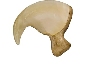 SKULLS UNLIMITED INTERNATIONAL Replica African Lion Claw (8cm)