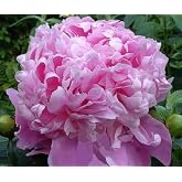 Mons Jules Elie Peony Double Pink Bomb Bare Root 3-5 Eyes | Delightful Fragrance, Bare Root Peony for Spring Planting