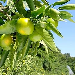 Aromatics International Pure Organic Mandarin Green