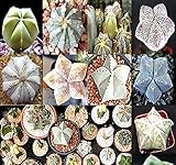 10 x Astrophytum Hybrids Cactus Succulent Seeds - Sand Dollar Cactus, Sea Urchin Cactus - HIGHLY DESIRABLE & SOUGHT AFTER - Gorgeous Patterns and Markings - FRESH SEEDS - By MySeeds.Co