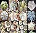 10 x Astrophytum Hybrids Cactus Succulent Seeds - Sand Dollar Cactus, Sea Urchin Cactus - HIGHLY DESIRABLE & SOUGHT AFTER - Gorgeous Patterns and Markings - FRESH SEEDS - By MySeeds.Co