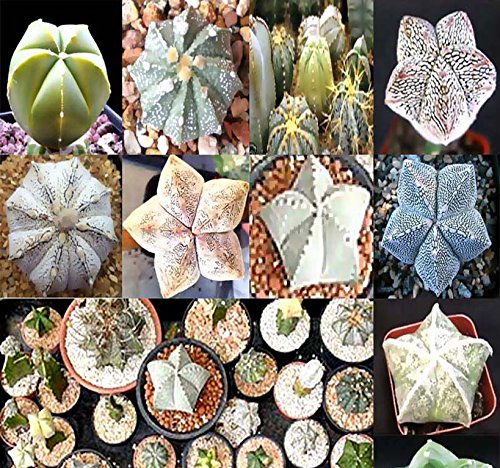 BIG PACK - (40) Astrophytum Hybrids Cactus Succulent Seeds - Sand Dollar Cactus, Sea Urchin Cactus - Gorgeous Patterns and Markings - FRESH CACTUS SEEDS - By MySeeds.Co (Astro. Hybrid - BIG PACK)