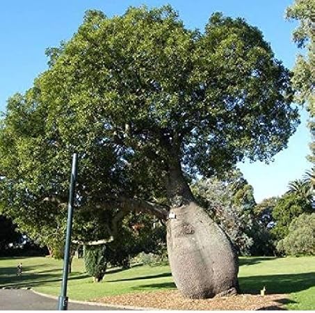 Portal Cool 2 X Brachychiton Rupes Queensland Semi Albero Bottiglia B804 Amazon It Casa E Cucina