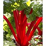 Rhubarb - Crimson Red - Rheum rhabarbarum - Established Roots - Quart Potted - 1 Plant by Growers Solution