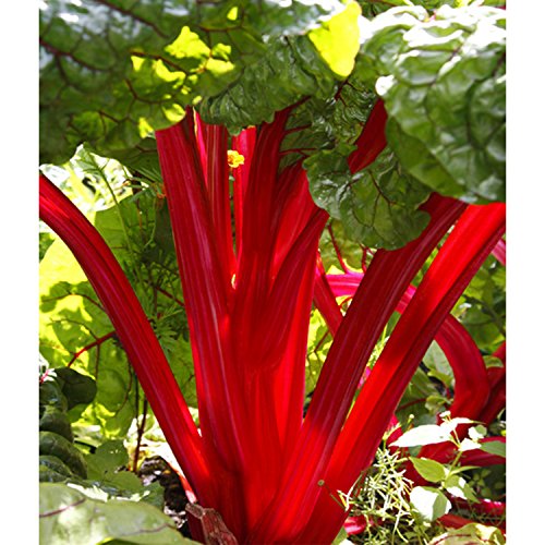 Rhubarb - Crimson Red - Rheum rhabarbarum - Established Roots - Quart Potted - 1 Plant by Growers Solution