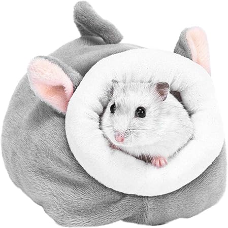 chinchilla and ferret