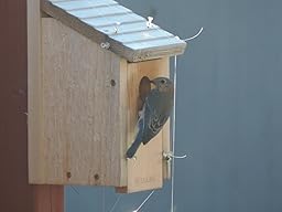 Amazon.com : Woodlink Wooden Bluebird House - Model BB1 : Bird Houses