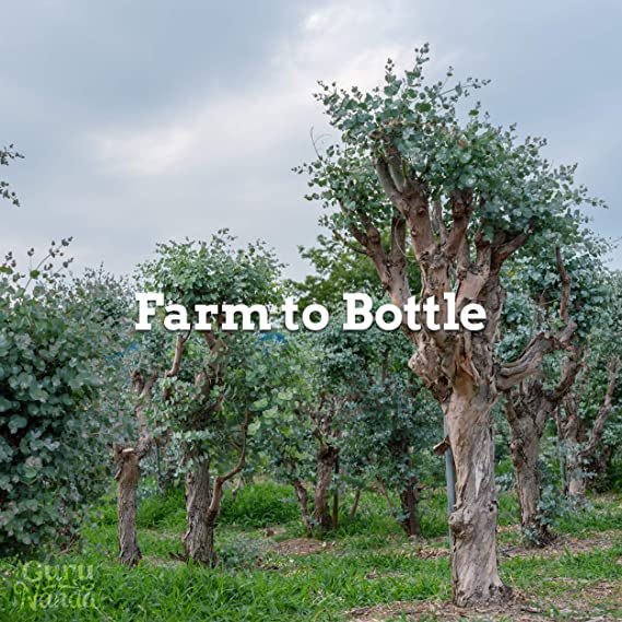 GuruNanda Eucalyptus Essential Oil (Pack of 3 x 1 Oz) Pure