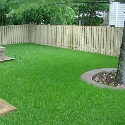 Amazon Com Argentine Bahia Grass Seeds Premium Grade 2lbs Garden Outdoor