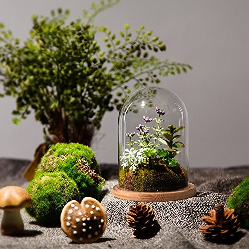 Reelva Decorative Clear Glass Cloche Bell Jar Display Case (D12.5cmH20cm)