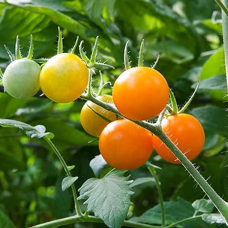 Amazon 極甘カラフルオレンジミニトマト メイクスイーツ アリシアの苗 10 5cmポット 野菜 自根苗 2個セット 種子の生産量がまだ少ない品種です 果皮が薄く 高糖度で肉質が良く 甘みがあります 酸味と甘みのバランスがとれたオレンジミニトマト 果重 13g 18g