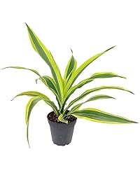 Dracaena Lemon Lime