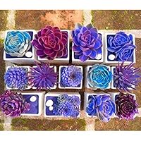 GMNP0di% Succulents Seeds, Mixed Rare Beauty Succulent Easy to Grow Mini Potted Garden Flower Seeds - Bonsai Plant Seeds Cacti & Succulents 1#